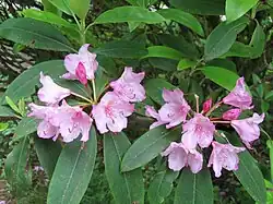 Close-up of flowers.