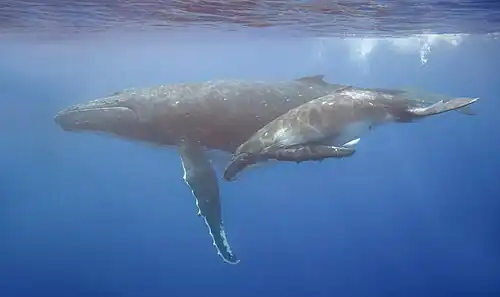 Mother with calf off Moorea, French Polynesia