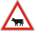 A-023 Cattle ahead