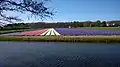 Fields of Hyacinths