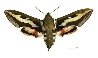 Female