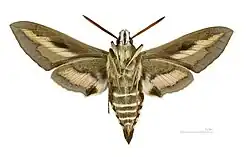 Male