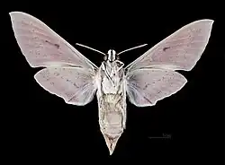 Female Hyles nicaea castissima, underside