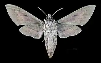 Female Hyles nicaea nicaea, underside