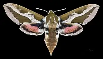 H. t. mauretanica - dorsal side