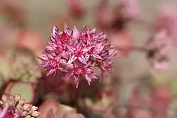 Hylotelephium ewersii, which are usually native to the high mountains of Asia.