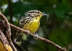 The yellow-browed antbird, a yellow bird, on a branch