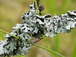 Hypogymnioid (Hypogymnia physodes)