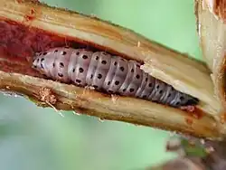 The mahogany shoot-borer (Hypsipyla grandella) damages mahogany in Brazil.
