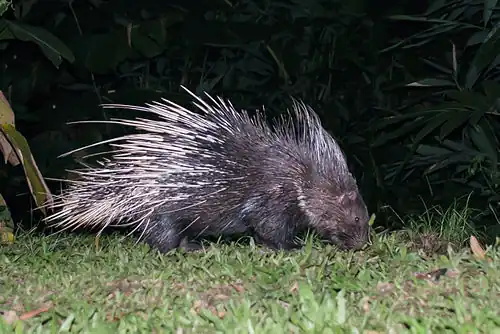 Brown and white porcupine