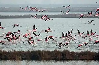 Flamingos in the delta of the Po river