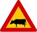 Watch for cattle