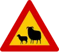 Watch for sheep