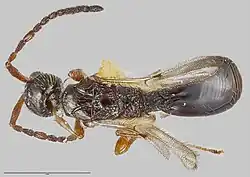 Idiotypa Foerster, 1856.