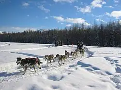 Dogsledder and team race along the snowy Iditarod Trail