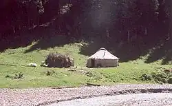 Banks of the Ili River, Ili Kazakh Autonomous Region, Xinjiang (re. P. capitata).