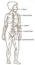 Lymphatic system