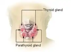 Location of the thyroid and parathyroid glands in front of the layrnx.