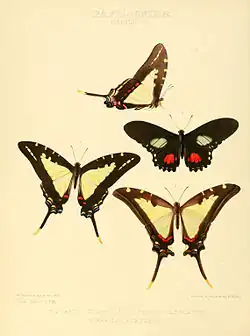 The Hewitson plate accompanying the original description in Illustrations of New Species of Exotic Butterflies 1856