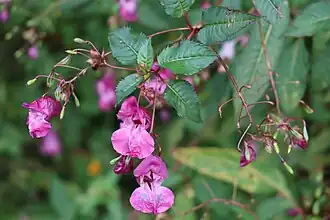 Impatiens glandulifera Royle. ― Giant Impatiens