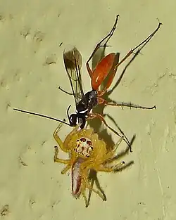 Spider wasp (Pompilidae), an idiobiont, carrying a jumping spider she has just paralysed back to her nest, where she lays an egg on it.