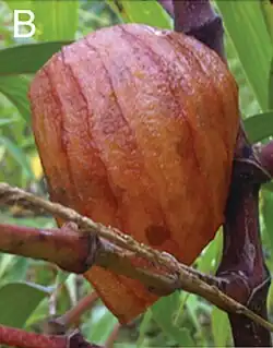 Interior view of a nest of Euglossa hyacinthina under construction – JHR-029-015-g001B