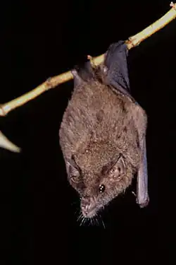 Brown bat