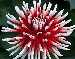 'Jaldec Joker' (small Cactus)