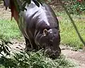 Pygmy Hippopotamus.