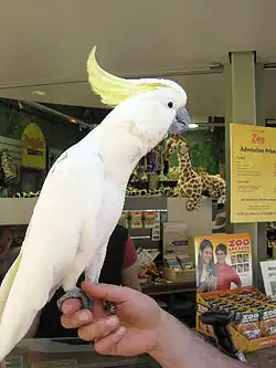 Jake the (female) cockatoo, lives at the zoo's reception office