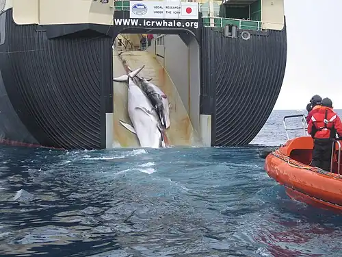 Image 41An adult and sub-adult Minke whale are dragged aboard the Japanese whaling vessel Nisshin Maru. (from Southern Ocean)