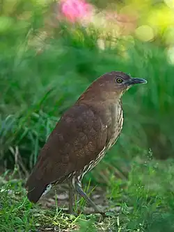 Japanese night heron (Gorsachius goisagi) in Osaka, Japan