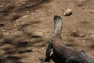Juvenile Komodo dragon