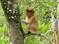 Juvenile proboscis monkey at Bako National Park