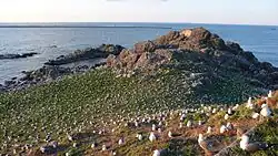 Kabushima Black-tailed gull large breeding ground