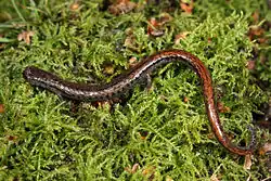 California slender salamander