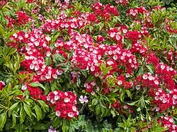 'Olympic Fire' in the Dorothy Clive Garden, England