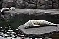 Spotty seals