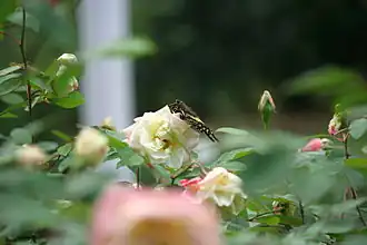 Swallowtail butterfly resting on a rose in the rose garden.