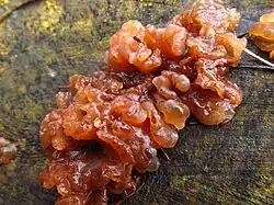 Kandisbraune Drüsling (Exidia saccharina) - hms(2)