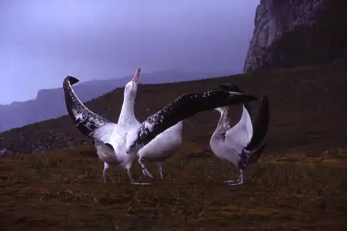 Three massive birds stand on low grasslands, the closest bird has its long wings outstretched and its head pointing upward
