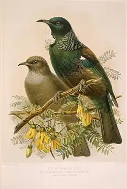Two tūī birds, a male and female, perched on a kōwhai branch with leaves and blossoms below
