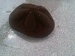 Live sea biscuit, Clypeaster rosaceus, commonly found off Key Biscayne, Florida