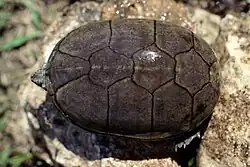 K. s. hippocrepis, Arkansas