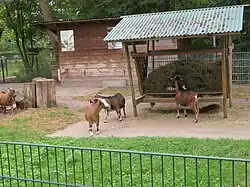Small-scale goat husbandry in Germany