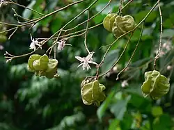 Flowers and fruit