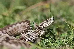 Vipera graeca flicking its tongue