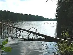 more trees in Estonia