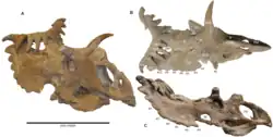 Brown dinosaur skull with many horns in three views