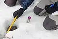 Measuring a cryoconite hole, Longyearbreen Glacier (Longyear Valley)
